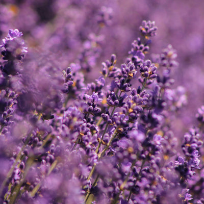 Mother's Day - Lavender Lavish Set