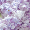 Mother's Day - Lavender Lavish Set
