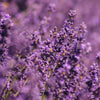 Lavender Lavish Set