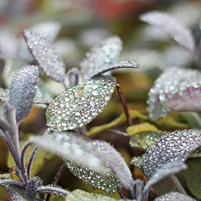 Frosted Forest